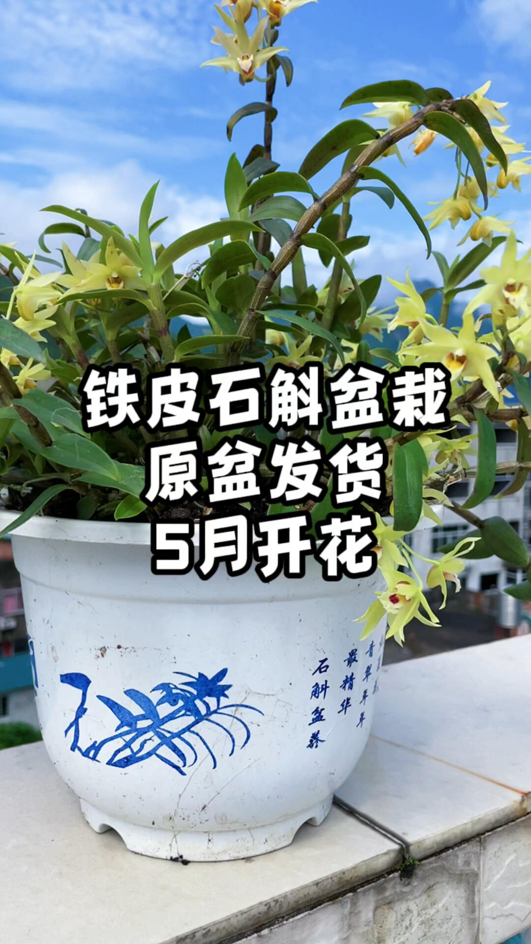 铁皮石斛三年盆栽,每年5月开花