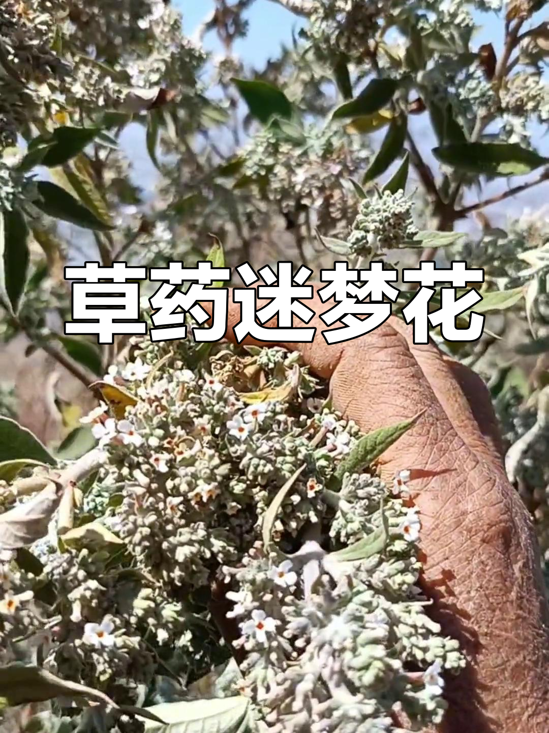 密蒙花的药用价值与独特用途