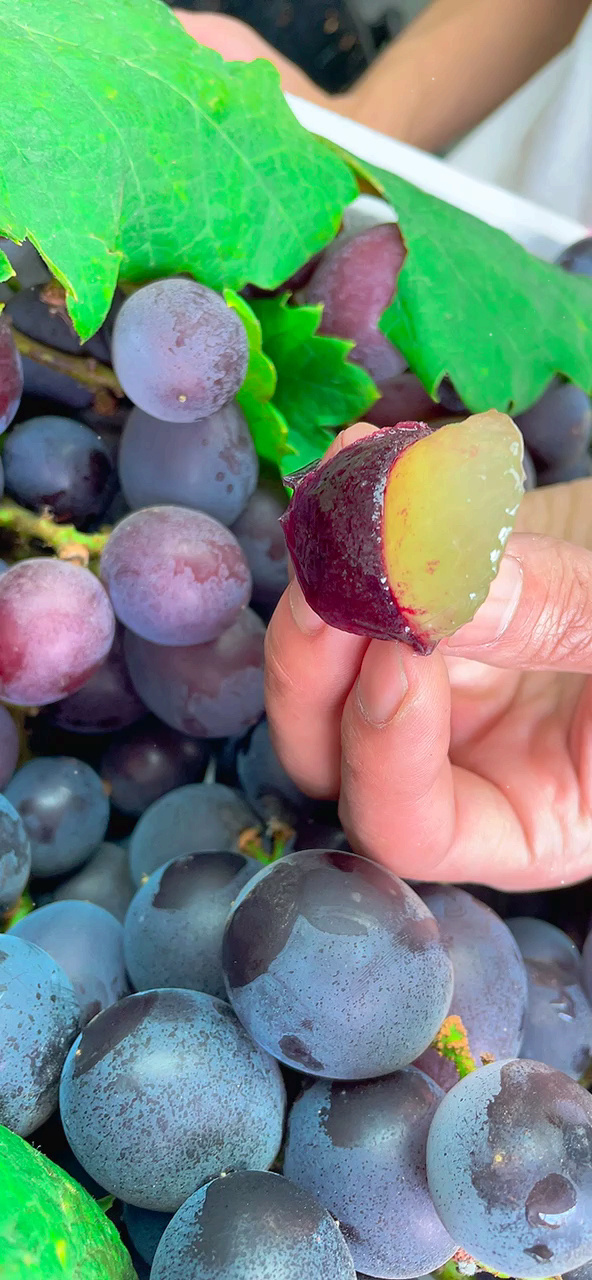 吃葡萄还是得吃藤引葡萄