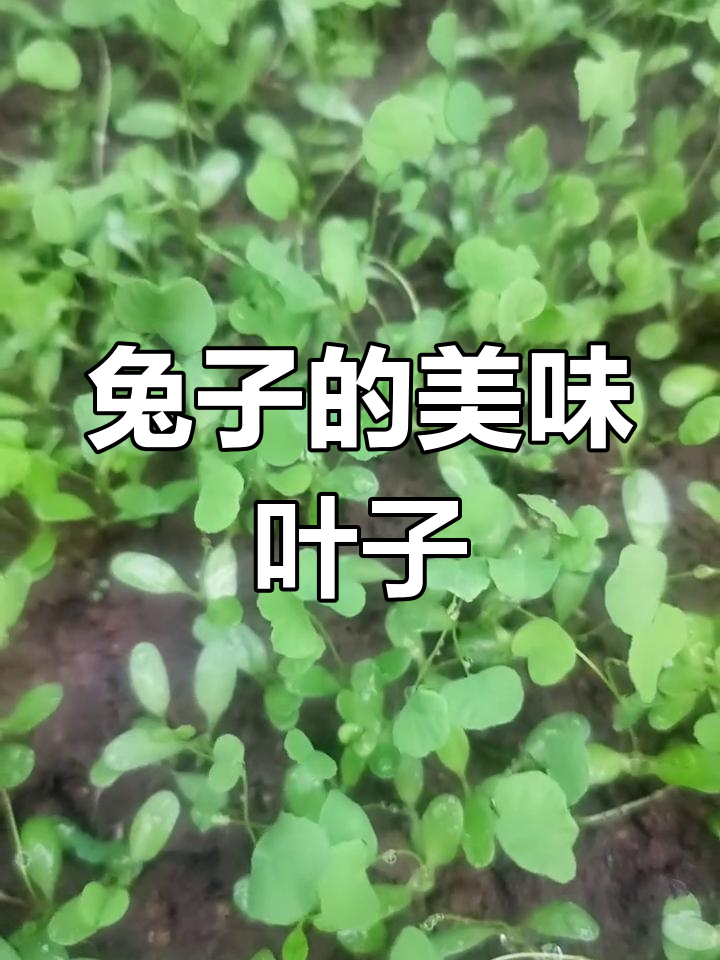 兔子最爱的苜蓿草,家乡有吗?