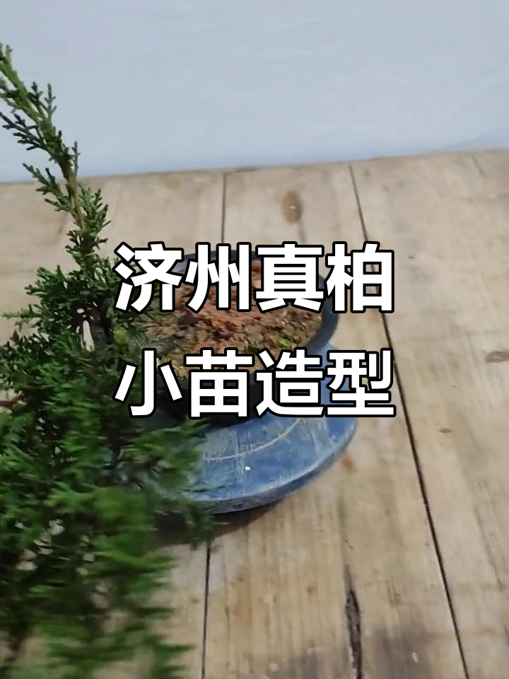 济州真柏小苗造型技巧大揭秘,轻松打造独特盆景