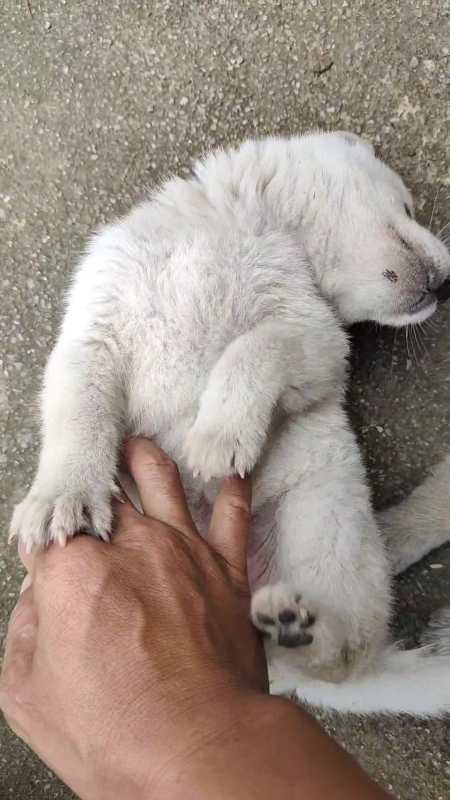 狗狗 萌宠 中华田园犬 小白白-度小视