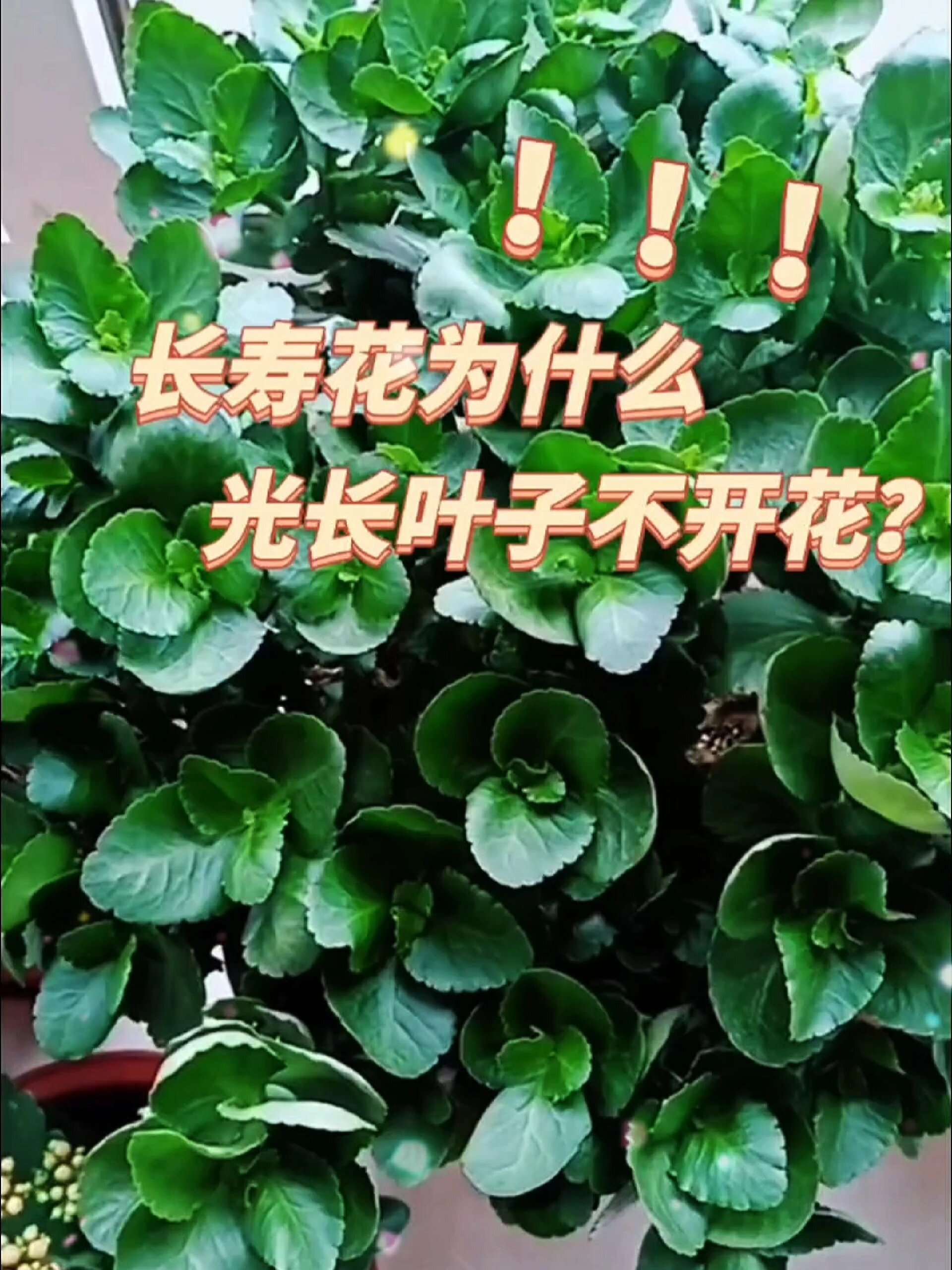 长寿花生长过程简介图片