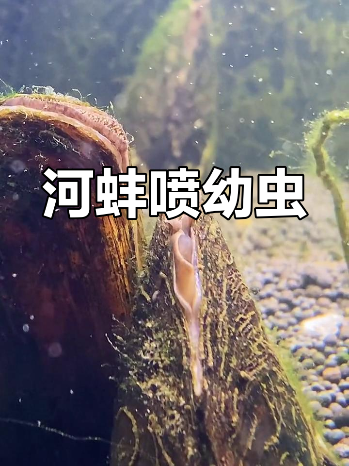 河蚌幼虫图片图片