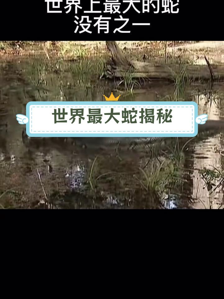 世界上最长的蛇,雄性争夺激烈