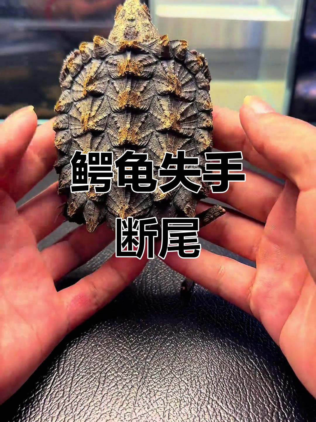 大鳄龟霸气断尾,遗憾不已