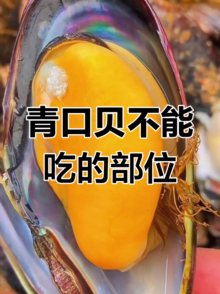青口贝哪些部分不能吃?原来这些地方得小心处理