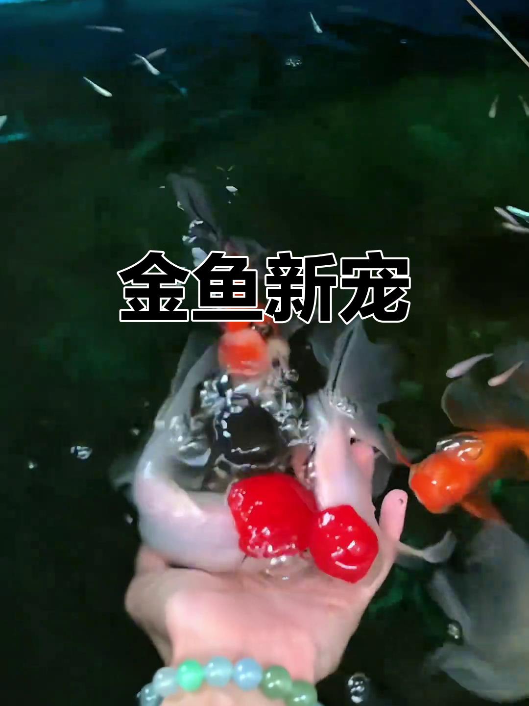 这款金鱼既美观又易养,寓意吉祥,超越锦鲤与泥鳅