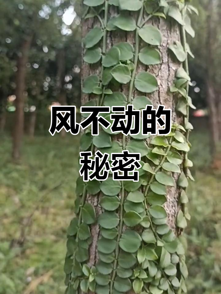 深山中的"风不动"植物,为何风吹不倒?