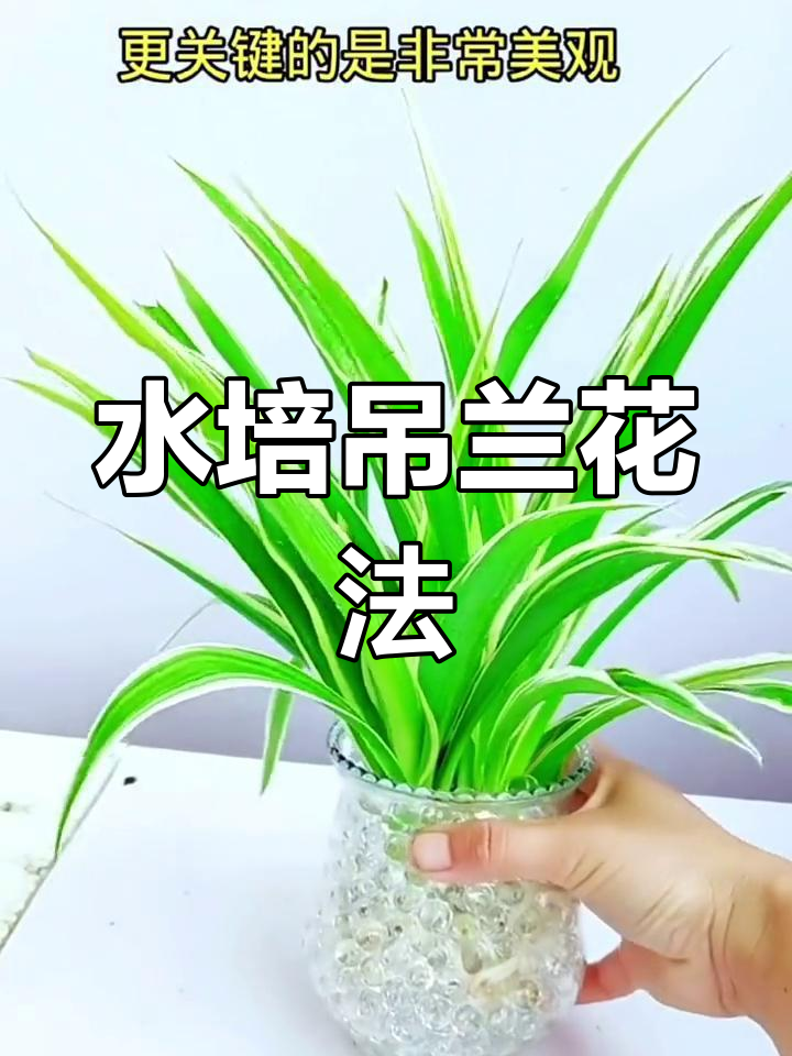 水培吊兰步骤图片