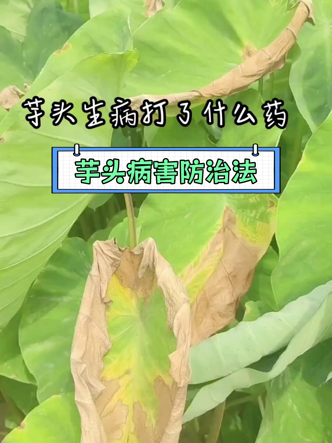 芋头黑心病与疫病防治方案推荐