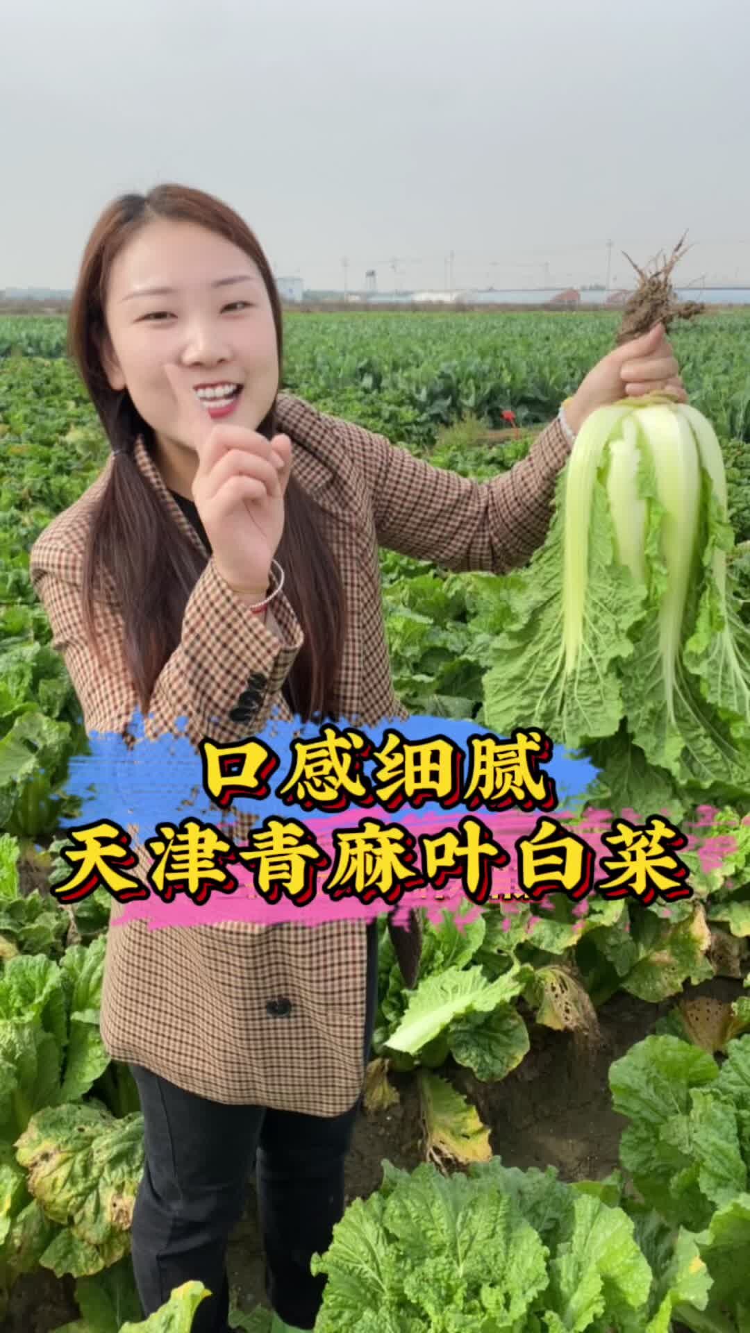 青麻叶图片