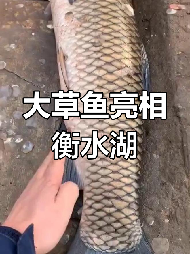 衡水湖惊现巨型草鱼,体型惊人