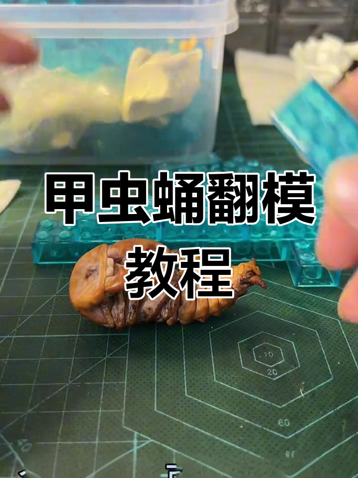 制作甲虫蛹模型,翻模过程揭秘