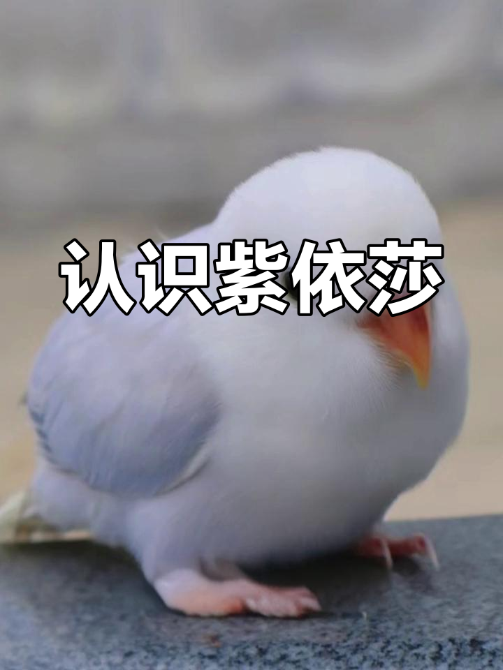 纱代表什么动物