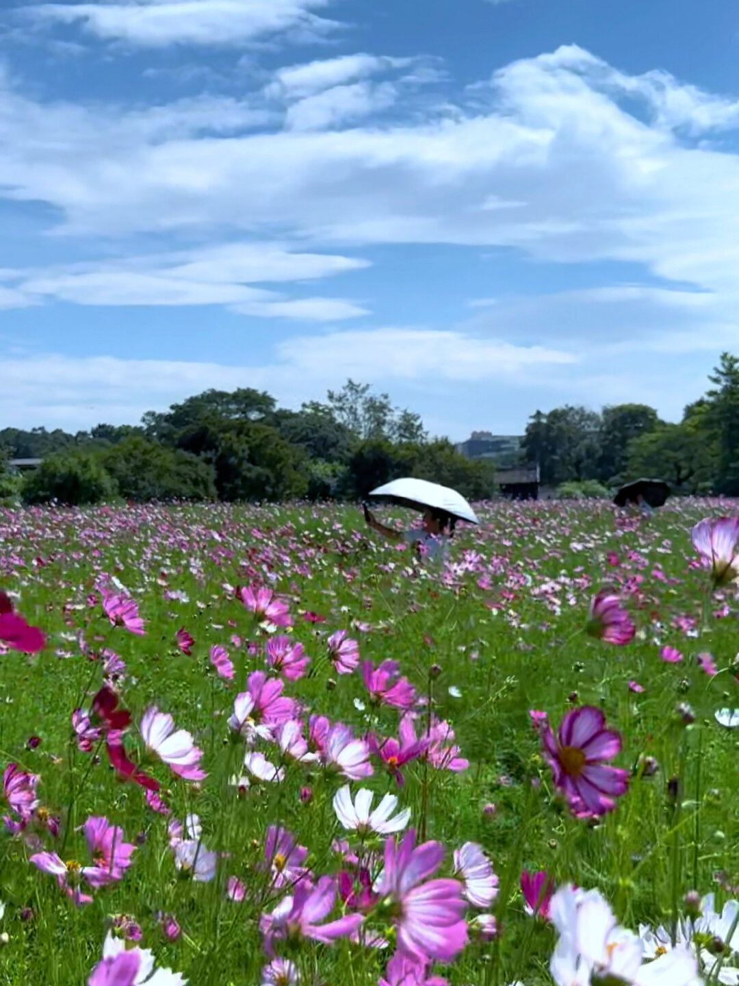观澜版画村格桑花花海