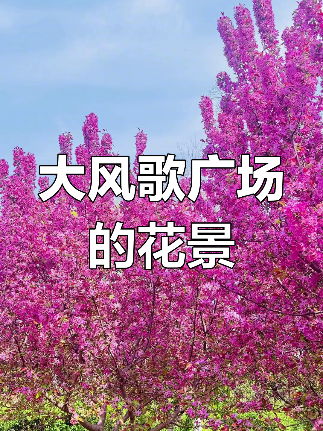 沛县县花图片