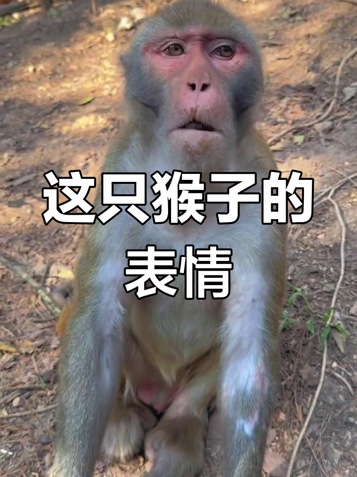 猴子表情太夸张,简直不敢信!