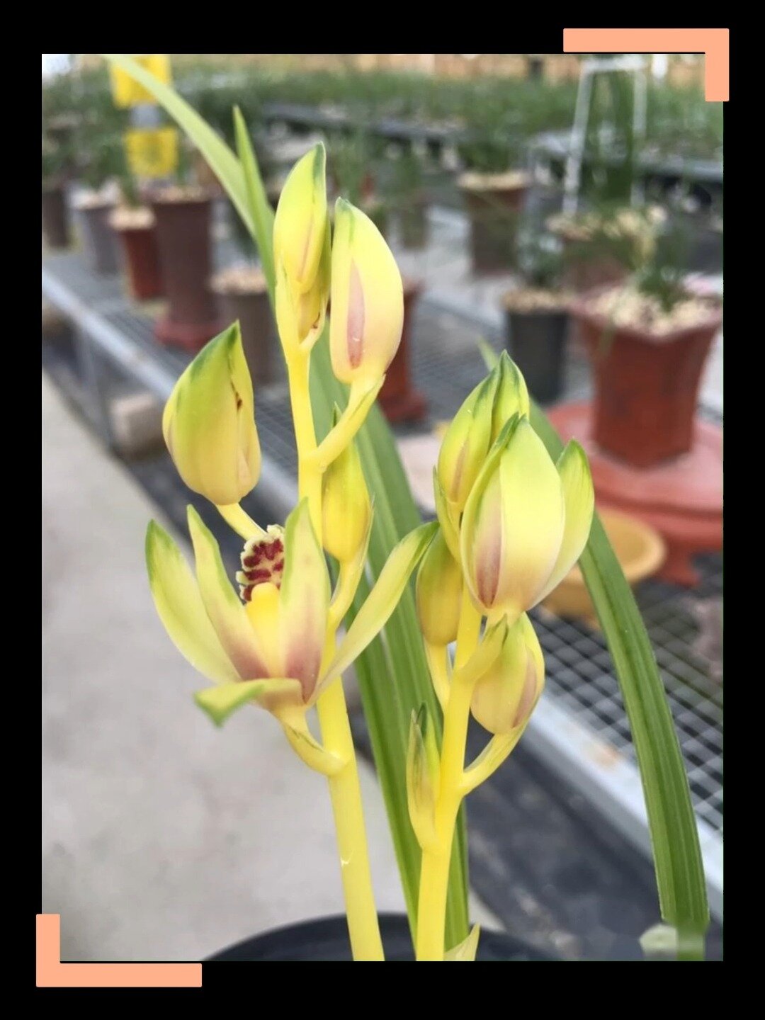 蕙兰火热品种《金色阳春》