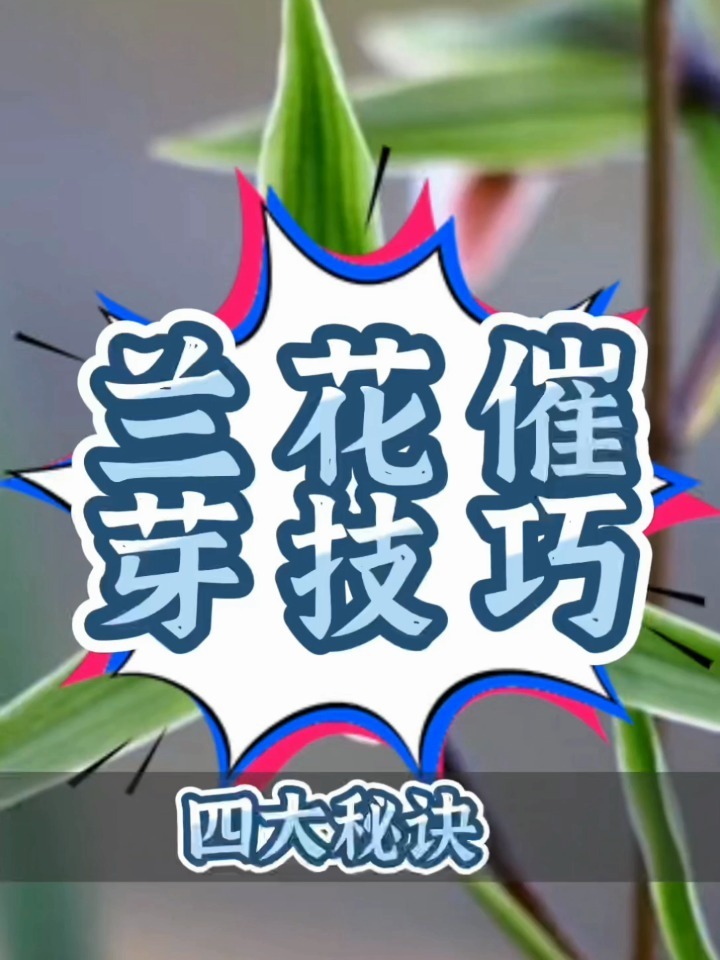 兰花催花技巧图片