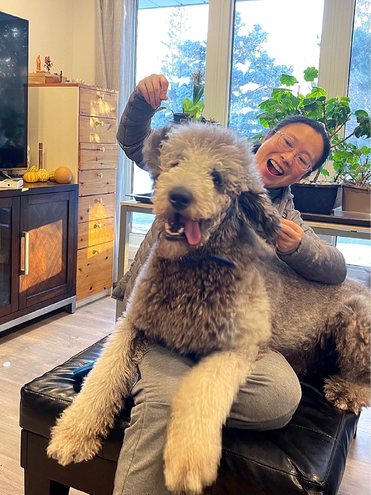 狗狗是生活的解药 巨贵 日常撸狗 文明养犬 泰迪plus巨型贵宾