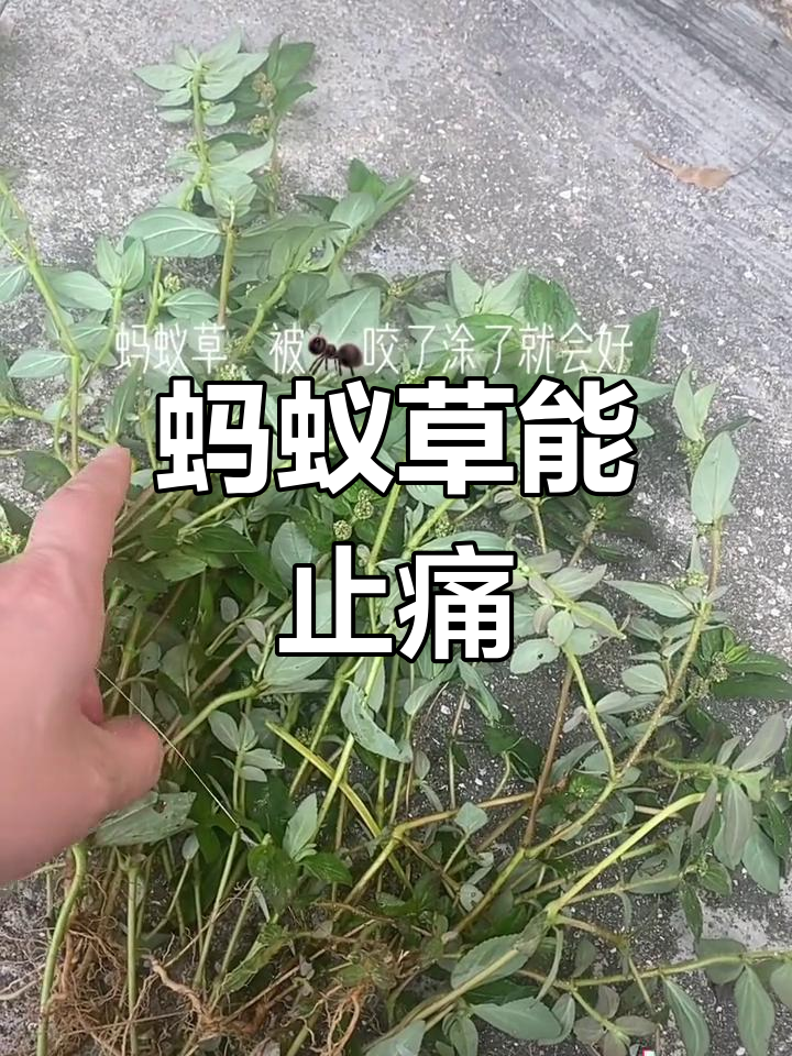 蚂蚁草图片与功效图片