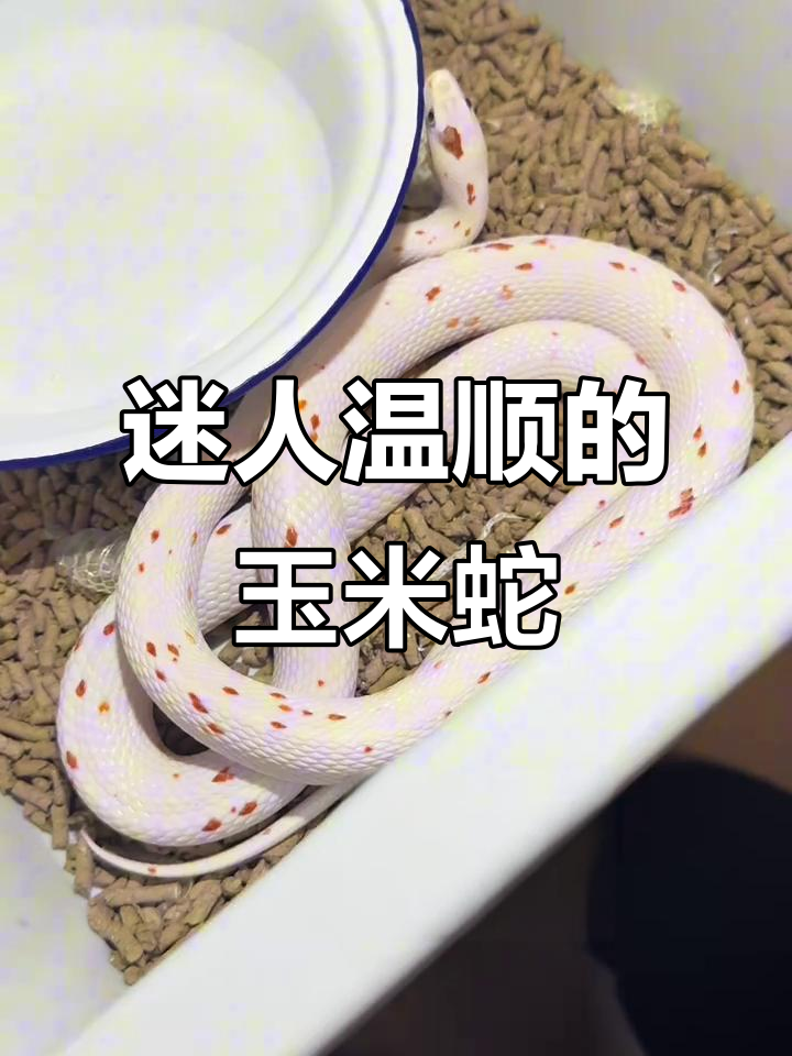 玉米蛇:温顺宠物,色彩多样,适合新手饲养