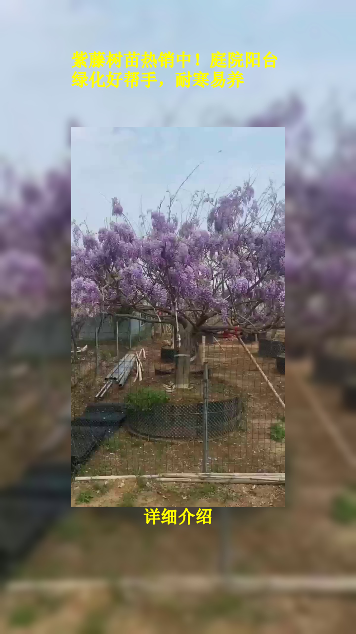 紫藤树苗热销中!庭院阳台绿化好帮手,耐寒易养