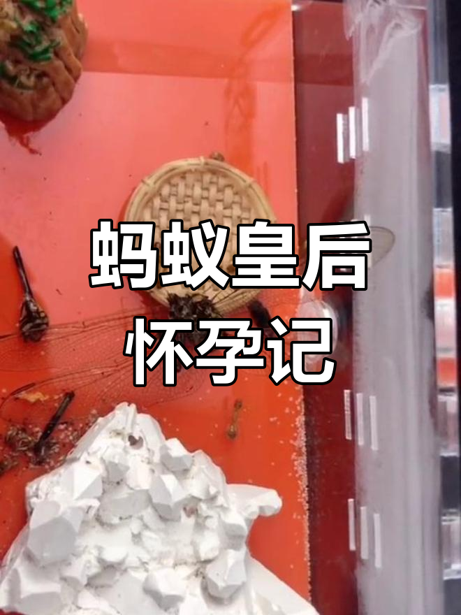 黄蚁后肚子大得惊人,仿佛怀了八个月的孩子!