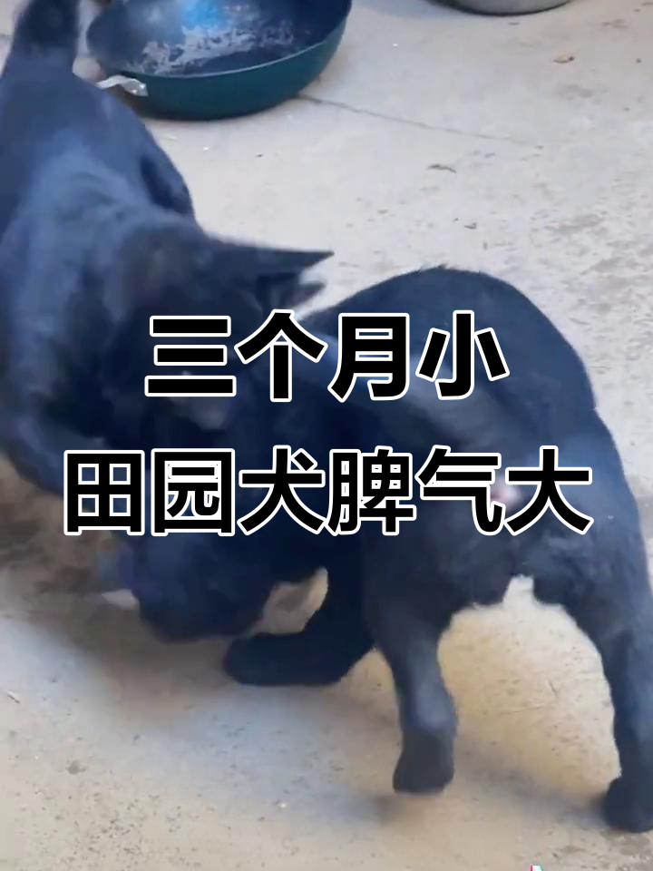 三个月中华田园犬脾气火爆,猛不猛你说了算
