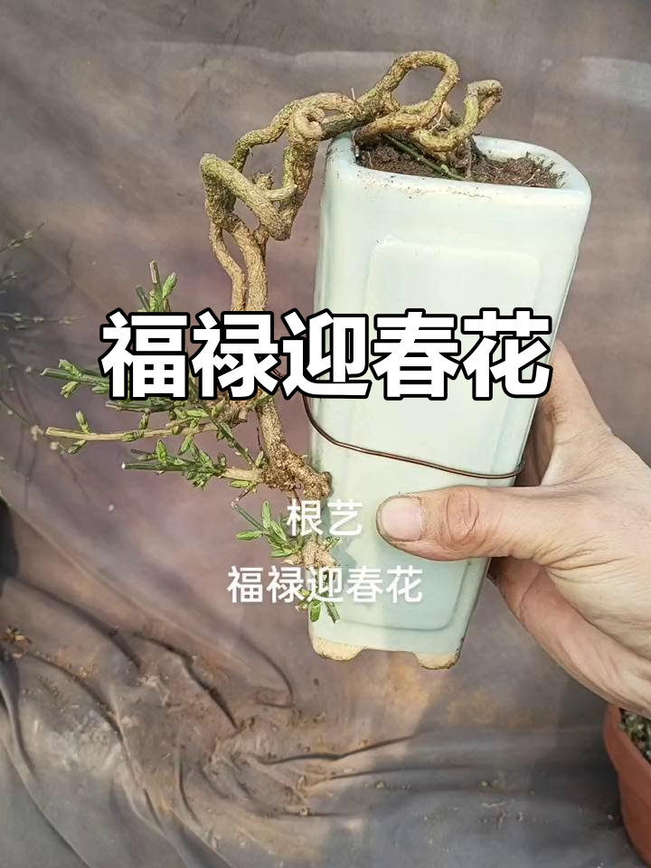 迎春花盆景,福禄双全的寓意