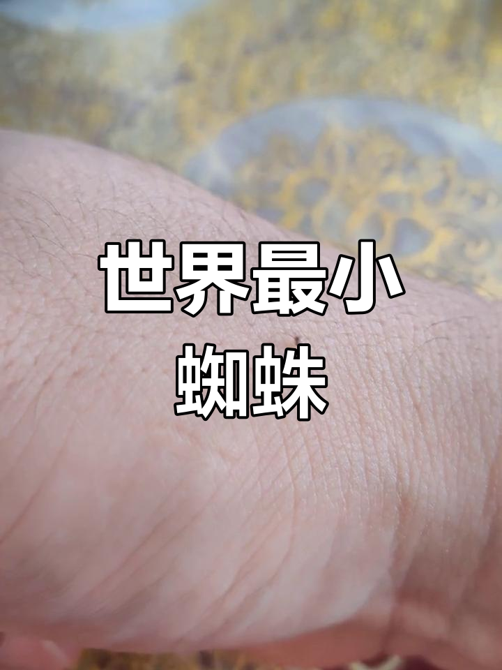 报喜蜘蛛是什么样子的=喜蛛报喜是报的什么喜