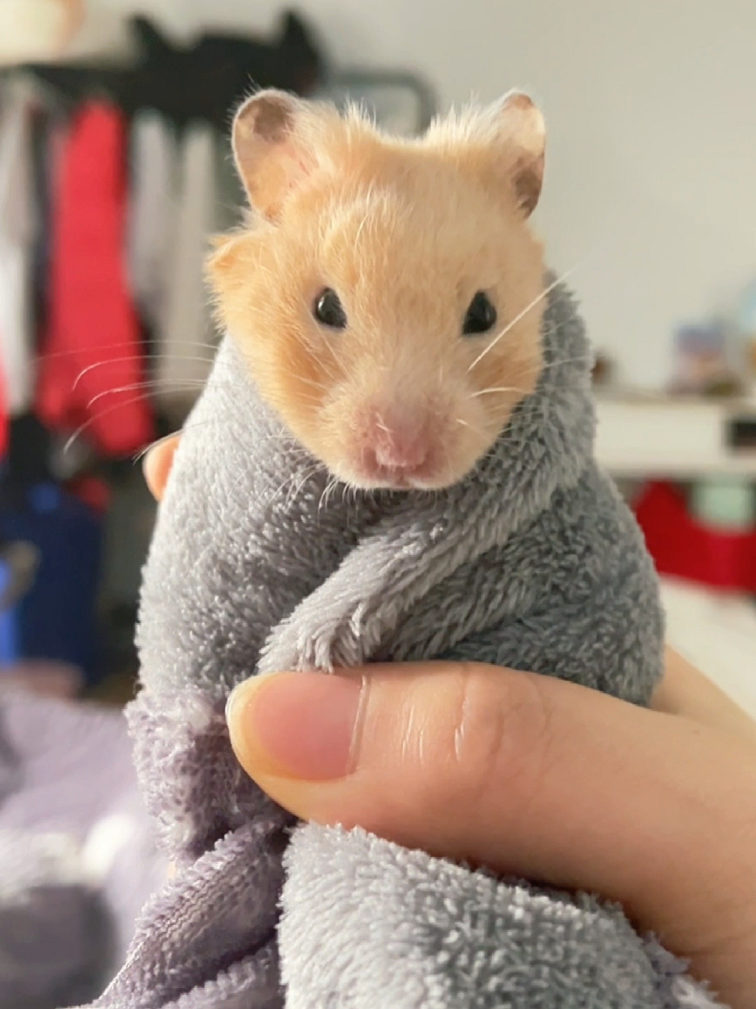 金丝熊反复感冒怎么办一降温就咕咕叫打喷嚏