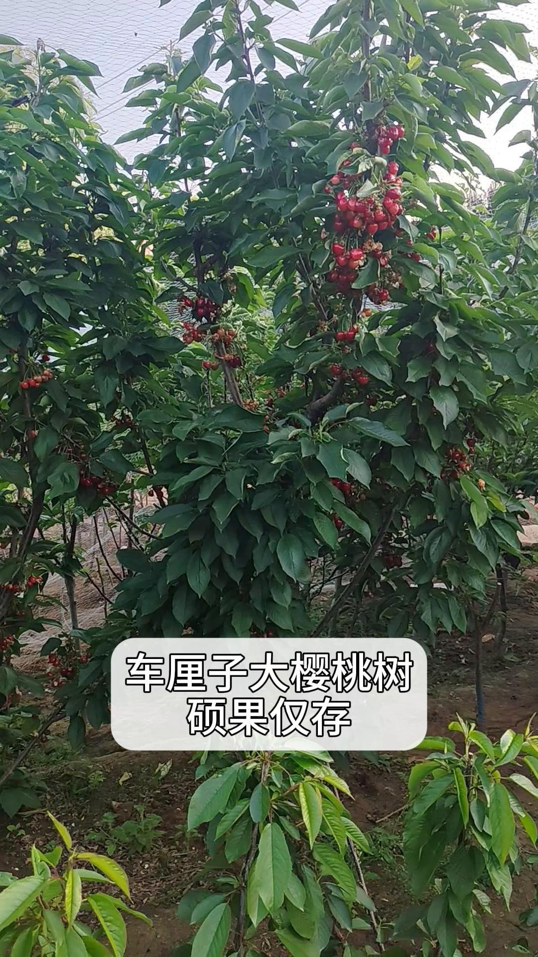 车厘子大樱桃树,硕果仅存