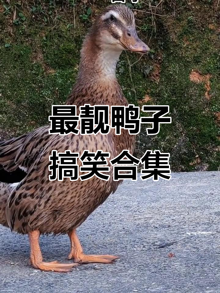 村里最靓的鸭,搞笑日常让人笑不停