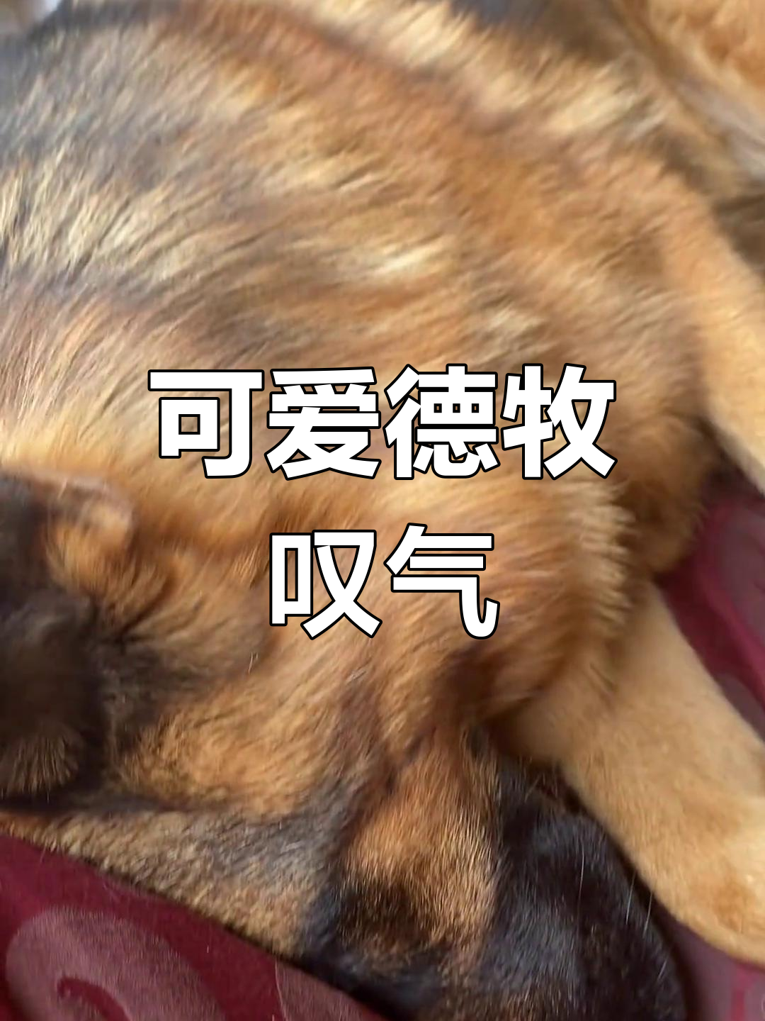 德牧幼犬叹气萌态十足,赛级品质尽显