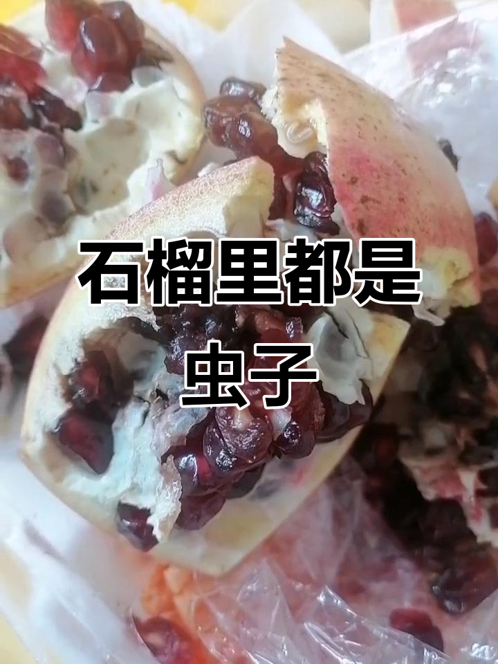 石榴里面全是虫,烂得让人恶心