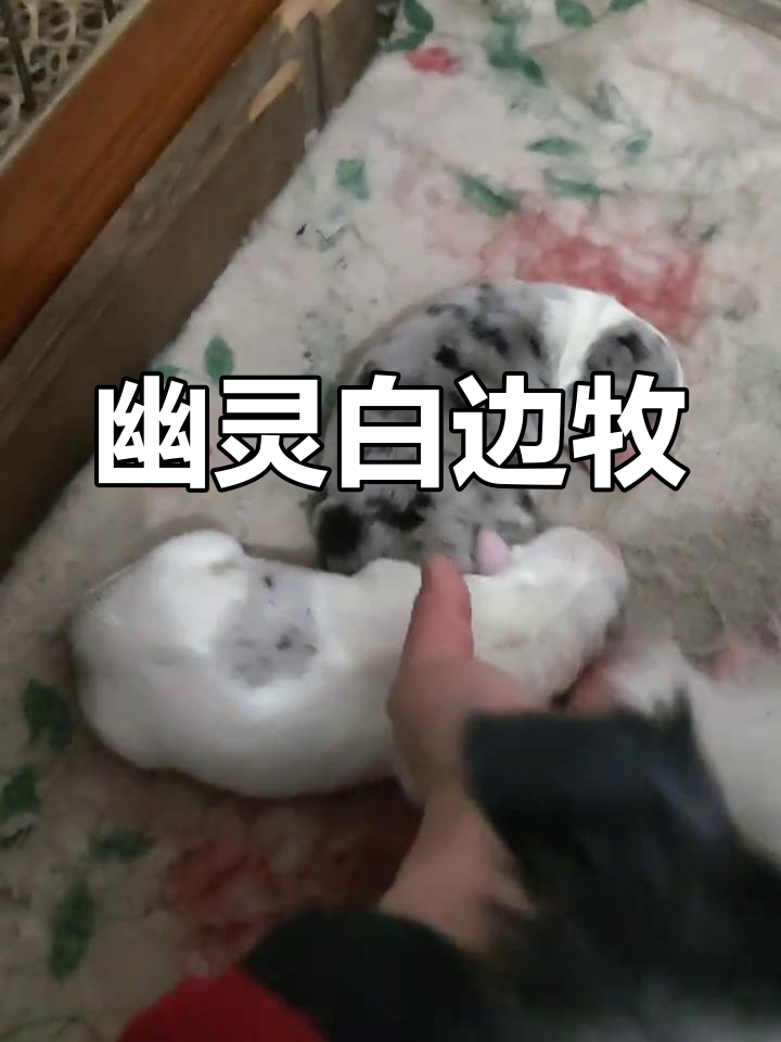 白边牧幼犬:幽灵般的可爱小生命