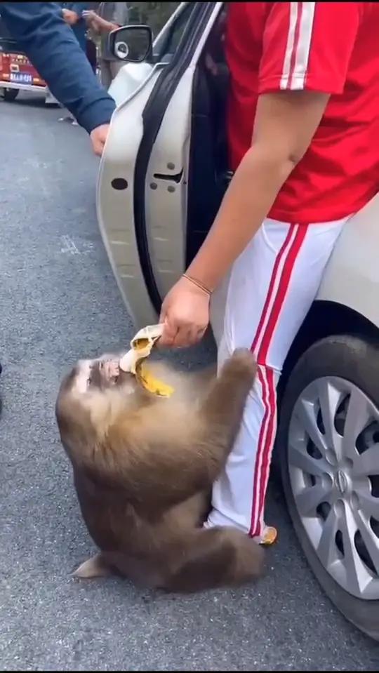 猴子推自行车视频下载（猴子推自行车视频下载免费） 猴子推自行车视频下载（猴子推自行车视频下载免费）《猴子自行车表演》 自行车