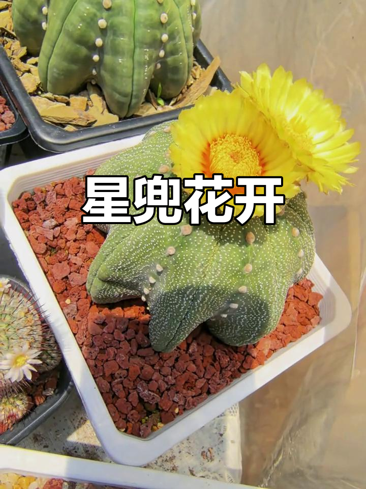 星兜仙人球开花,美丽瞬间不容错过