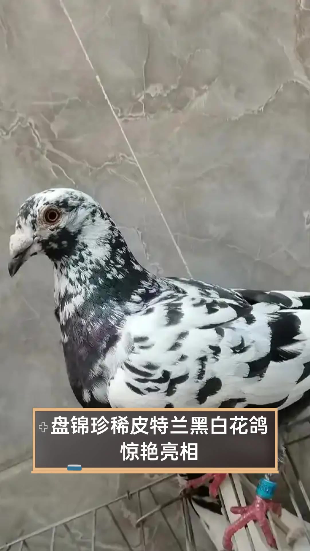 盘锦珍稀皮特兰黑白花鸽,惊艳亮相