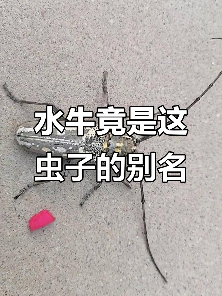 多年未见,这种虫子竟然叫水牛!天牛的奇特名字由来