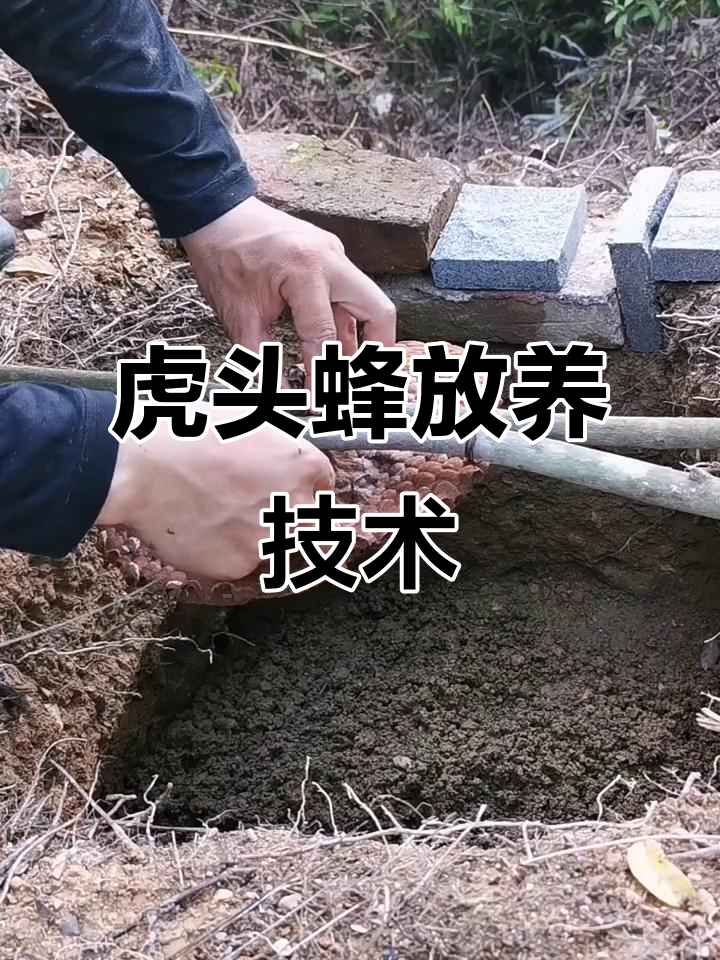野生虎头蜂放养技巧大揭秘,如何成功养殖马蜂
