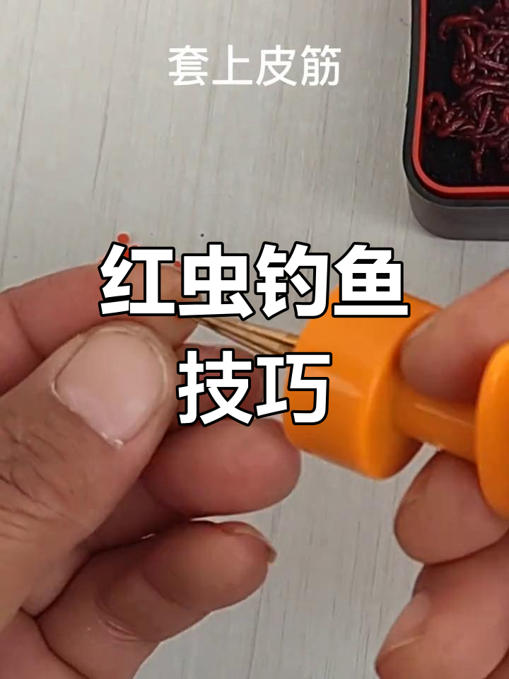 红虫钓鲫鱼绝密技巧图片