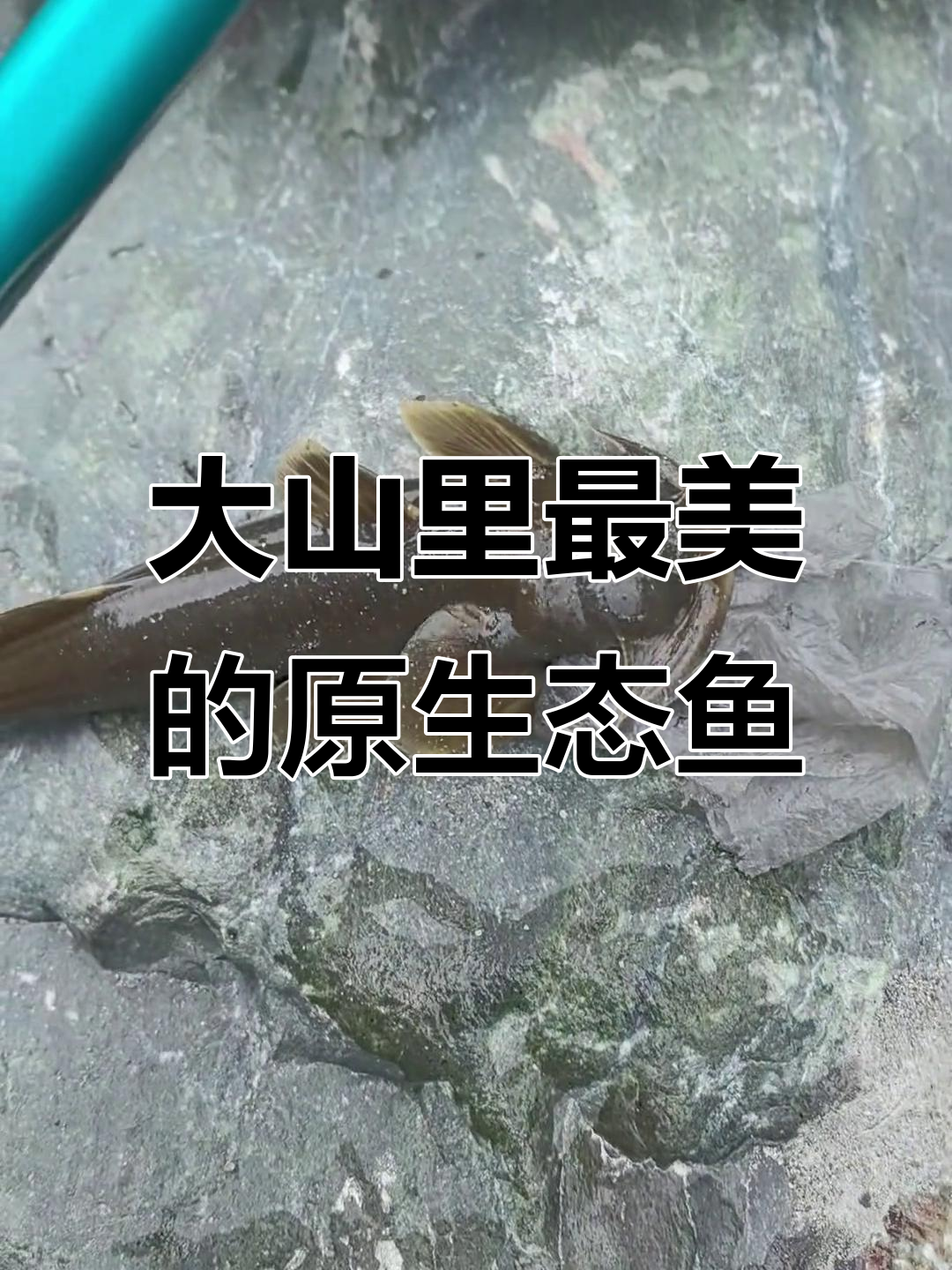 只有这样的水才能孕育出如此美丽的原生鱼,石巴子藏在大山深处