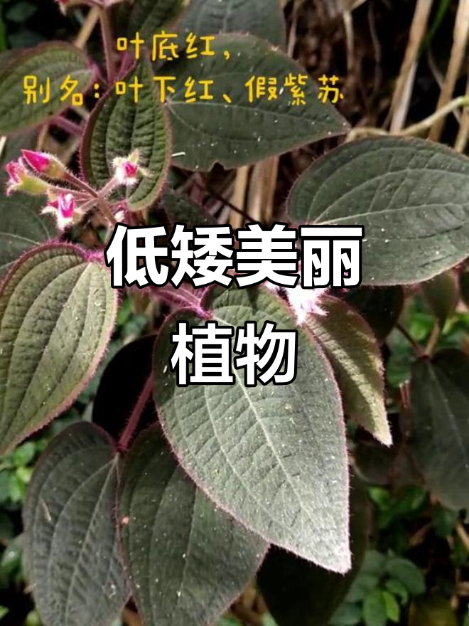 叶底红,低矮灌木,花色艳丽