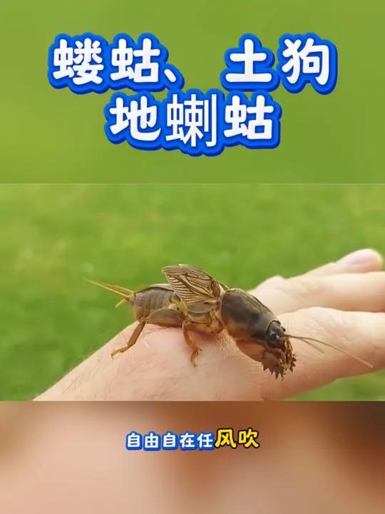 蝼蛄是节肢动物门昆虫纲直翅目蝼蛄科的一类昆虫,俗名土狗,拉拉蛄等