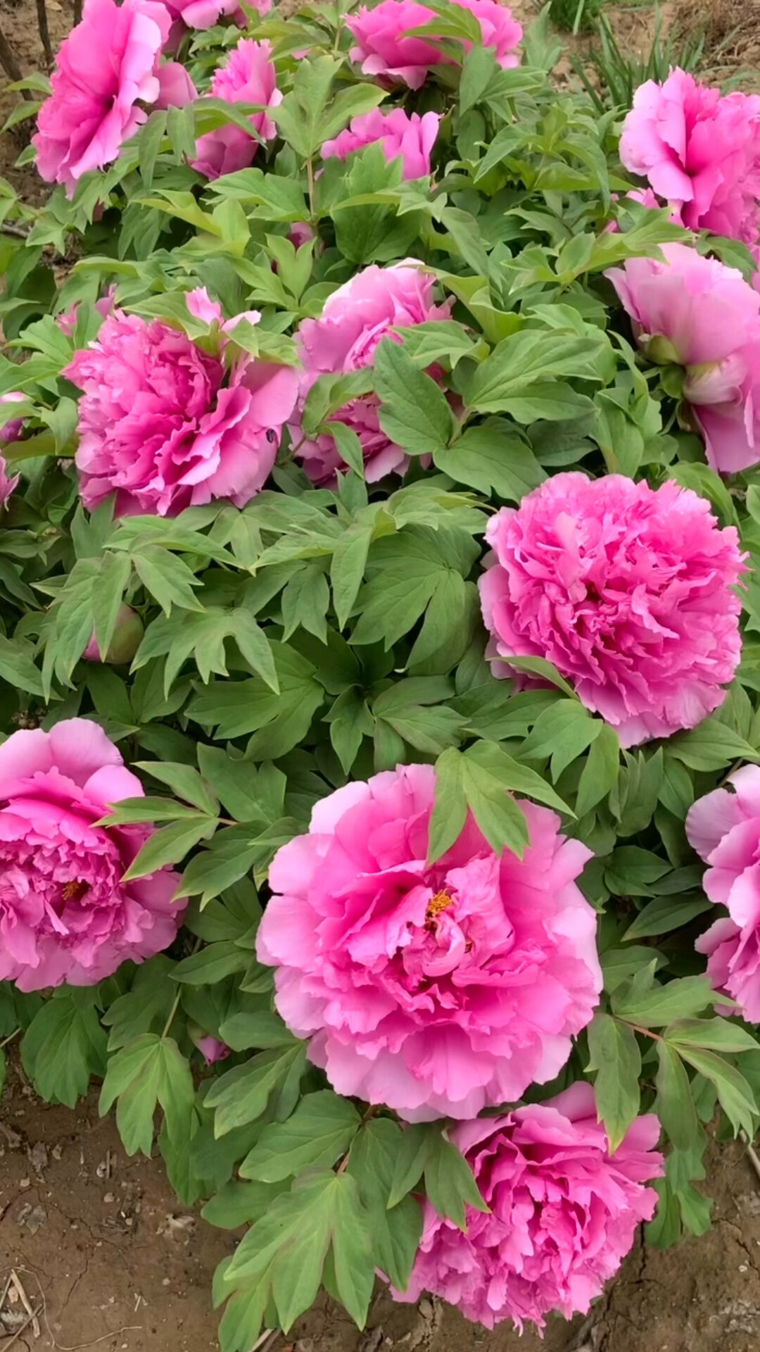 牡丹富贵满堂真的太丰花啦