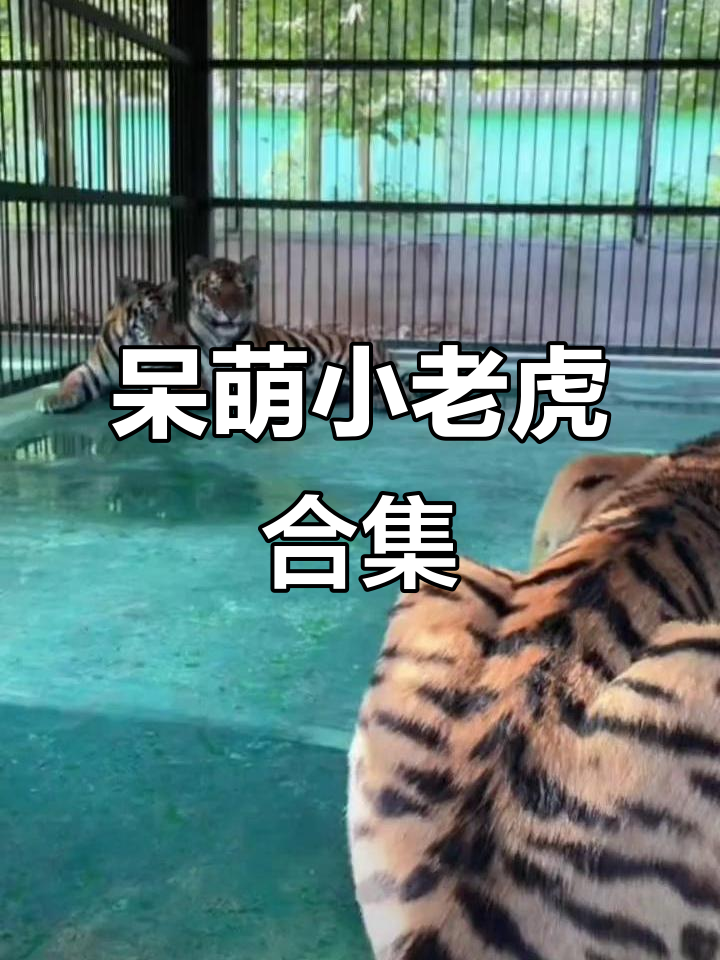 云南小老虎互动网站_小老虎管理平台