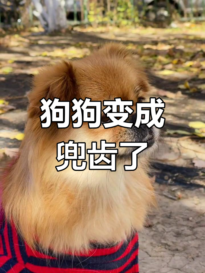 狗狗变老后竟然长成了兜齿,眼神里满满都是萌态